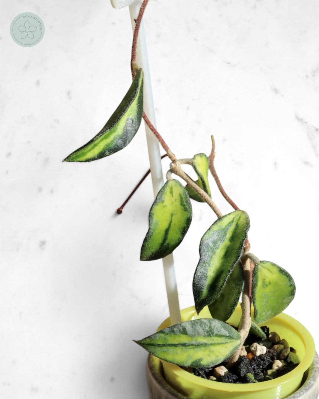 Hoya phuwuaensis (variegated)