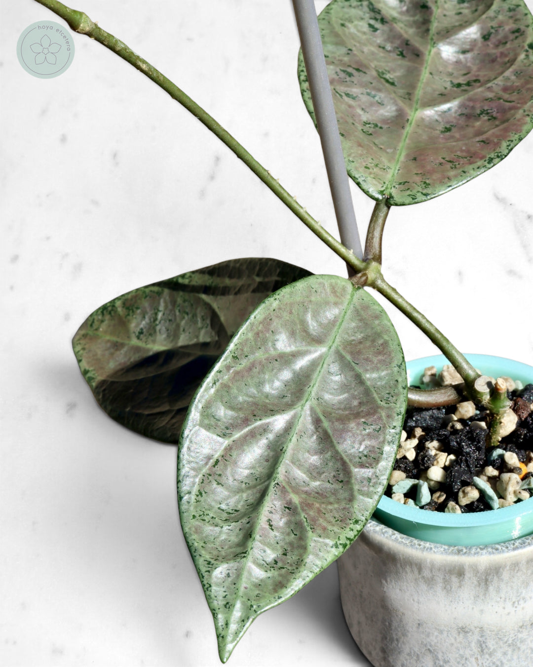 Hoya sp. Lai Chau (silver)