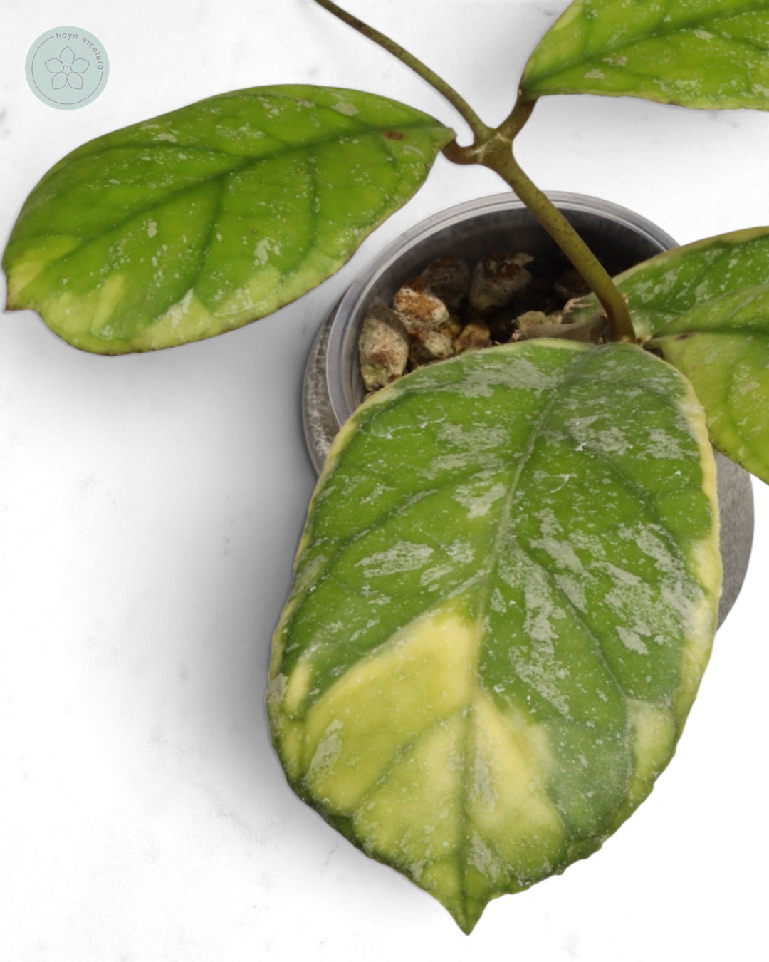 Hoya AH0001 (albo)