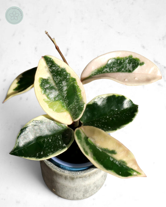 Hoya 'Krimson Queen' (splash)