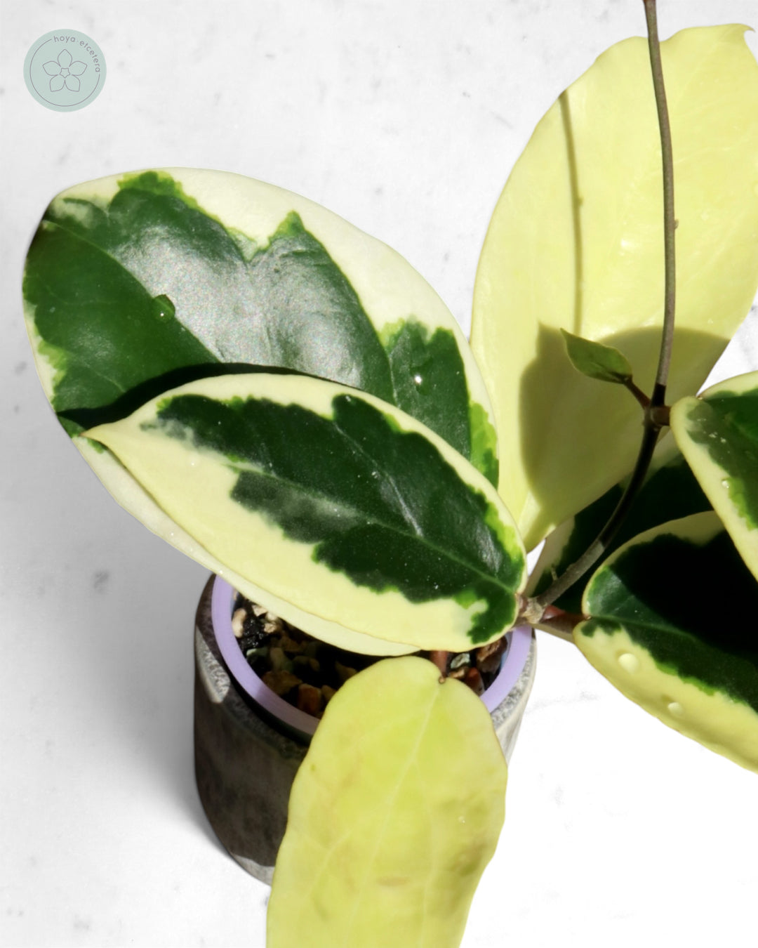 Hoya ilagiorum (albo)