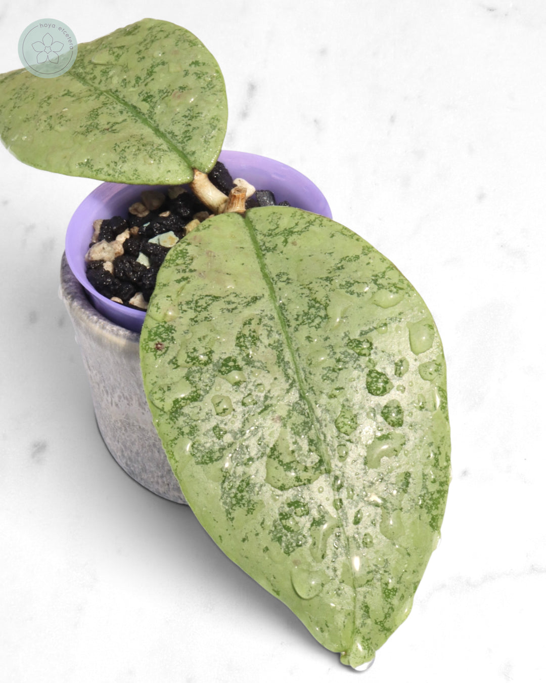 Hoya sp. Gunung Gading (Borneo silver)