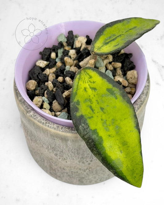 Hoya phuwuaensis (variegated)