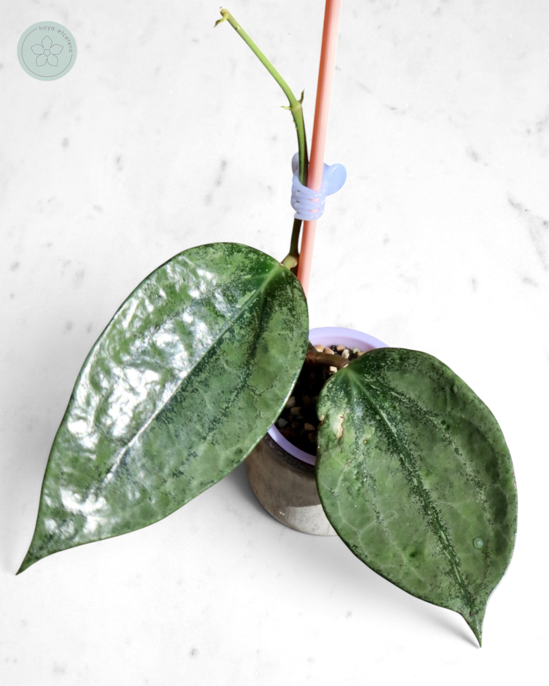 Hoya 'Rimba Perak' (silver)
