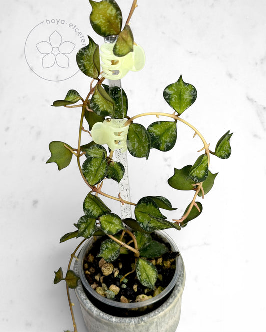 Hoya curtisii (variegated)