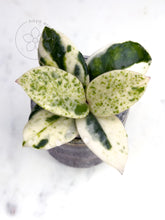 Charger l&#39;image dans la galerie, Hoya carnosa &#39;Madara&#39; (Snow Angel)
