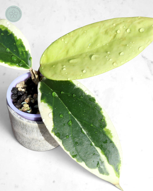 Hoya ilagiorum (albo)