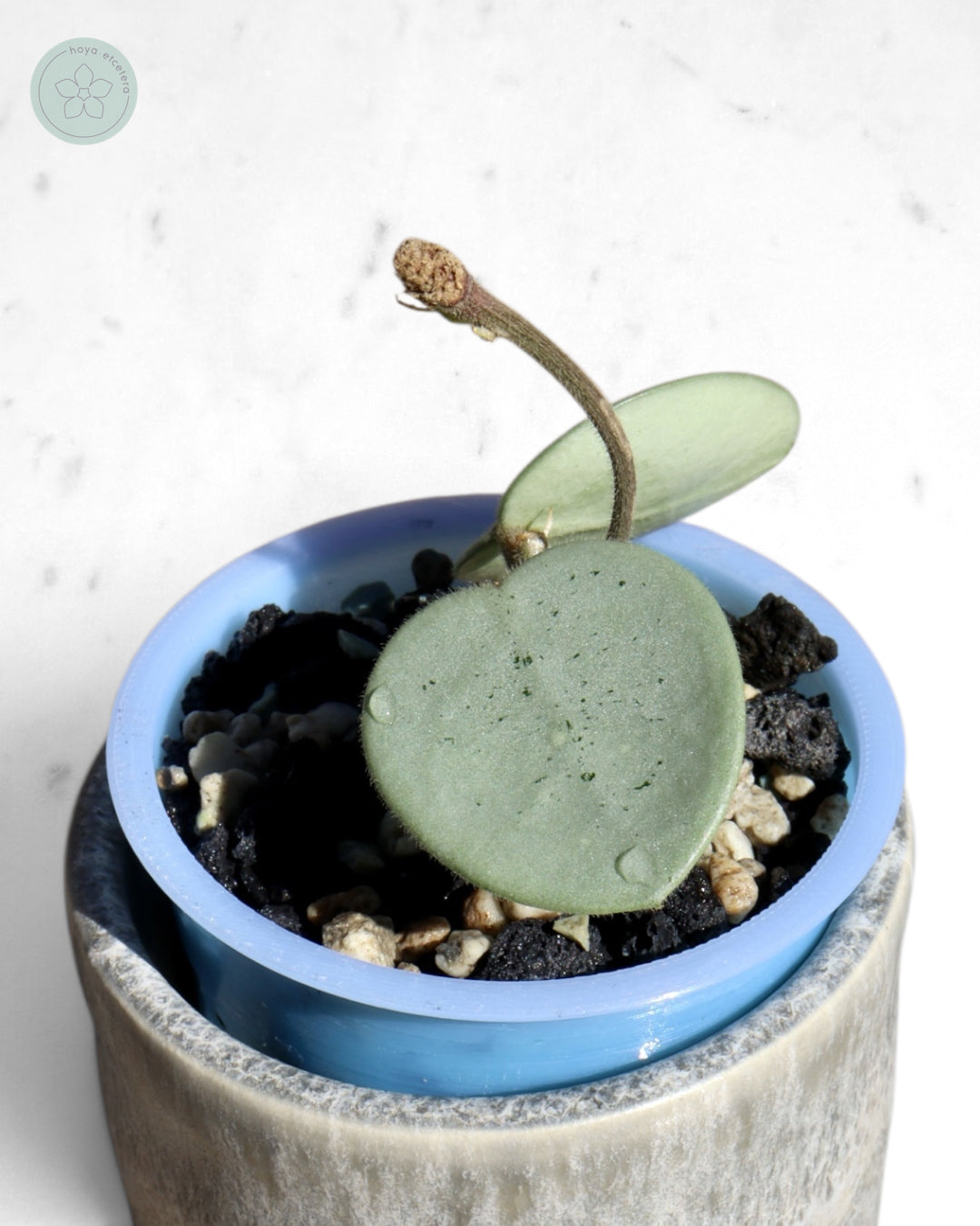 Hoya 'Grey Fairy'