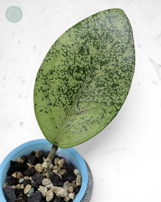 Hoya sp. Ponorogo (silver) 🌱 cutting