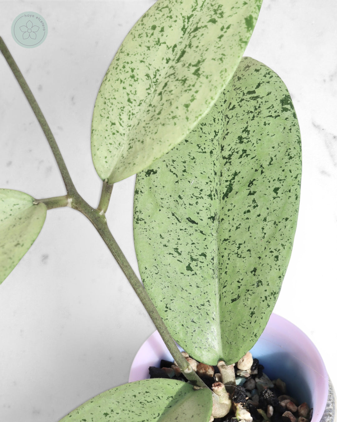 Hoya sp. Ponorogo (silver)