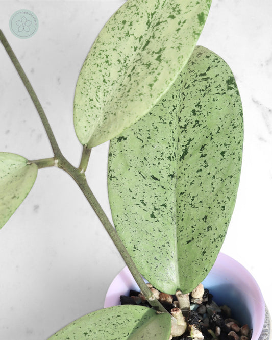 Hoya sp. Ponorogo (silver)