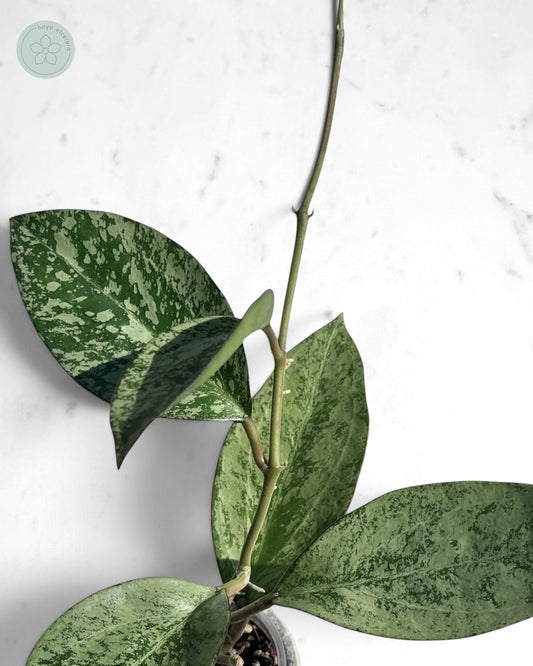 Hoya patcharawalai (splash/silver)