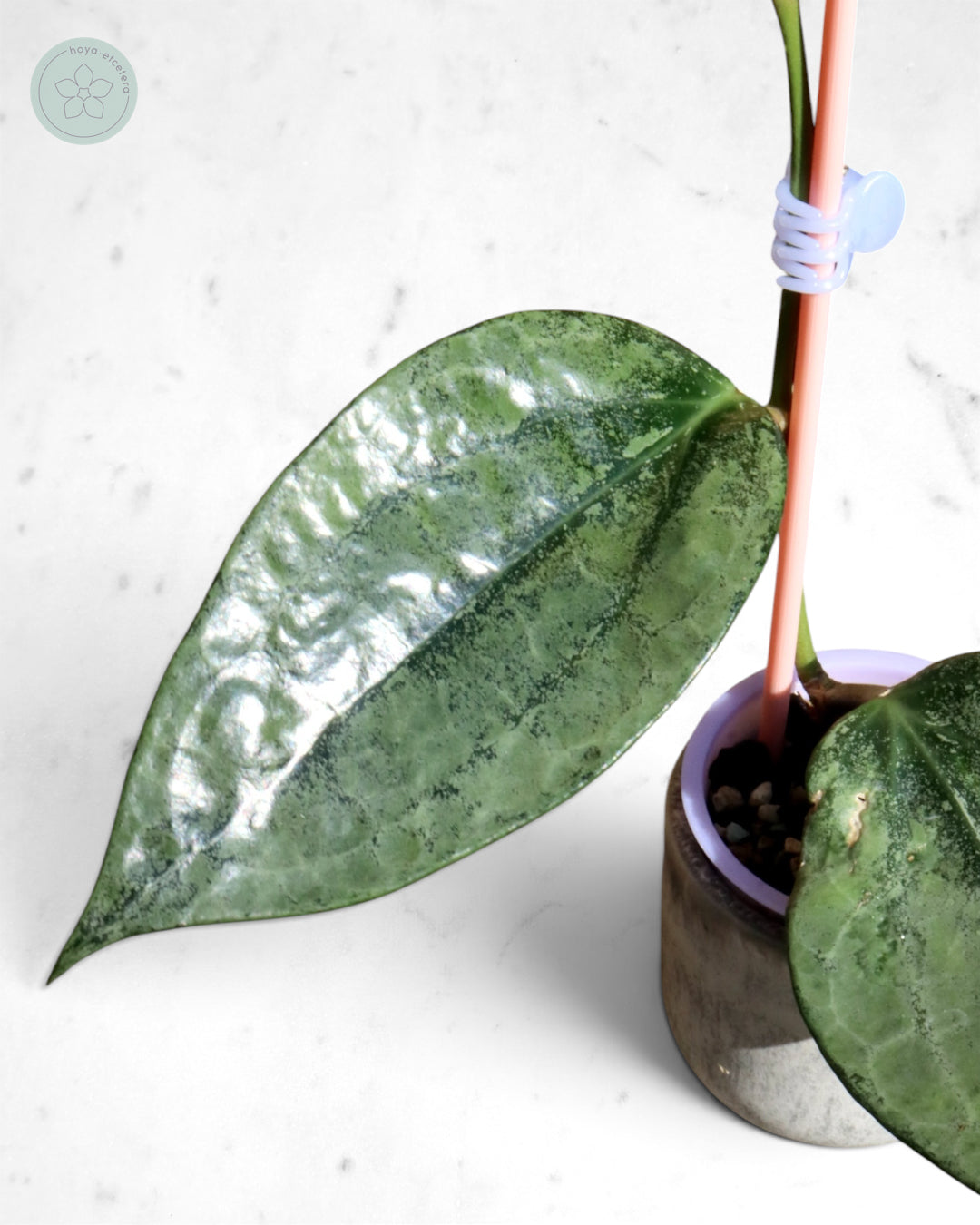 Hoya 'Rimba Perak' (silver)