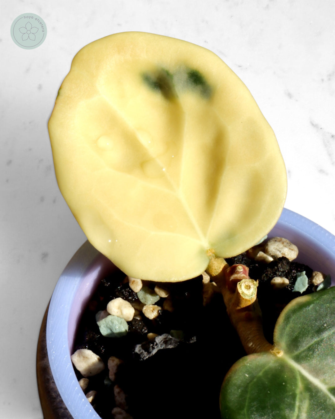 Hoya 'Candy'