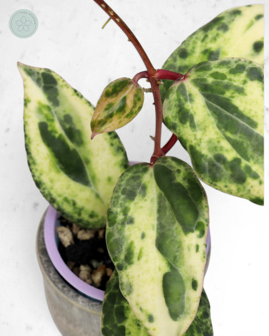 Hoya 'Swiffer’s Nightmare' 🌱 cutting