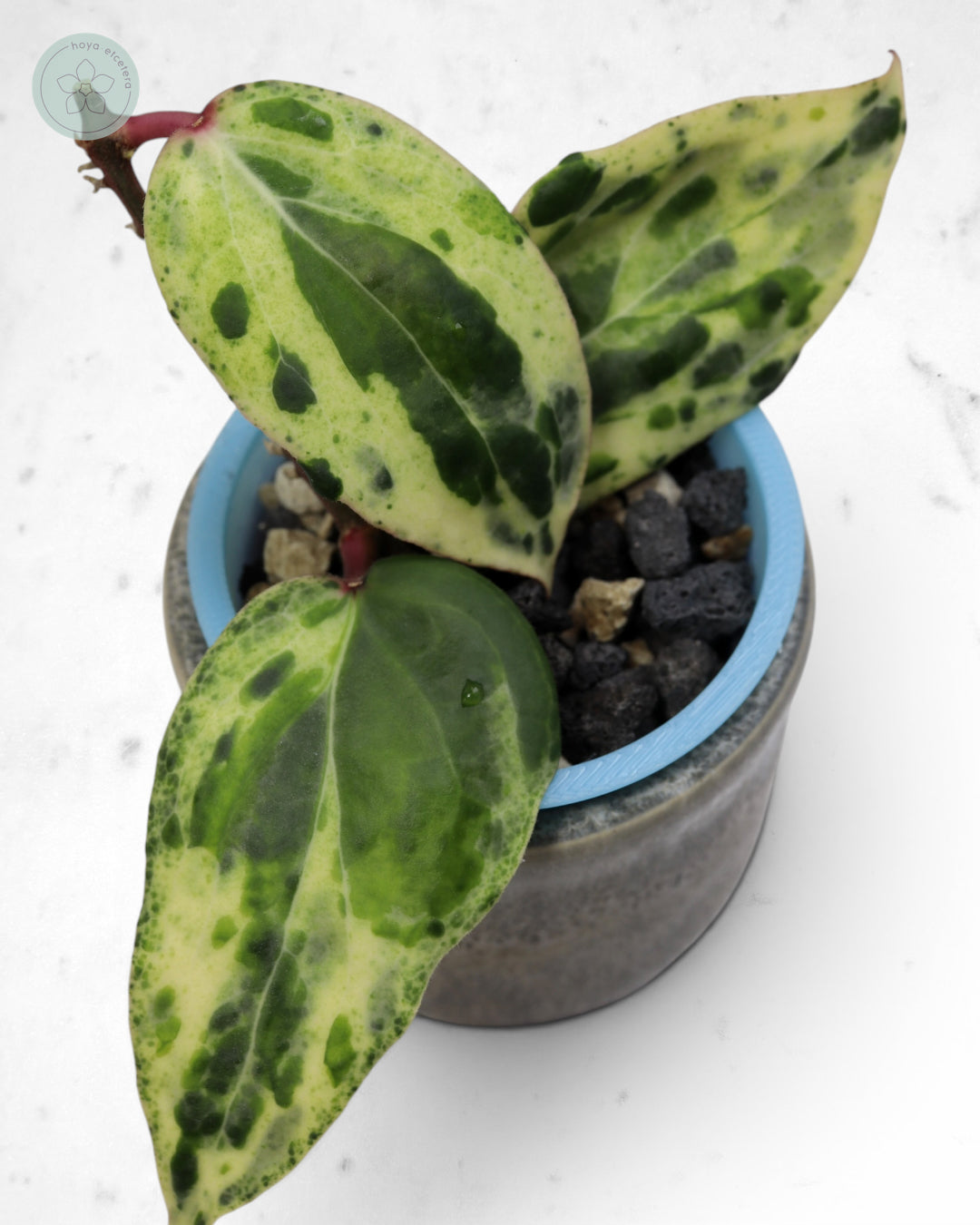 Hoya 'Swiffer’s Nightmare' 🌱 cutting