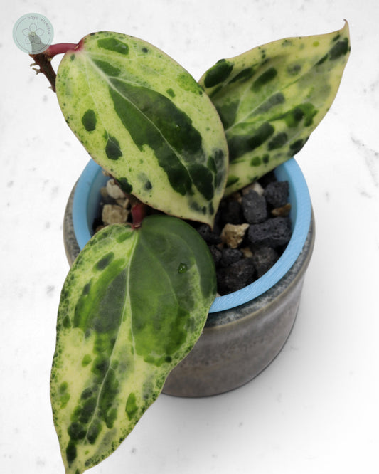 Hoya 'Swiffer’s Nightmare' 🌱 cutting