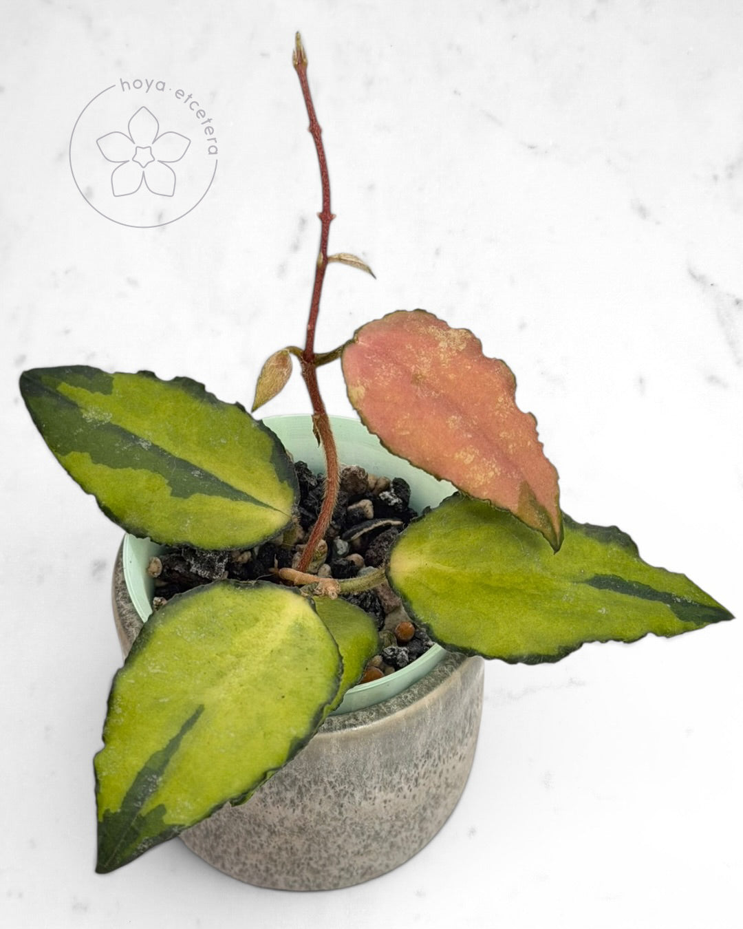 Hoya caudata (variegated)
