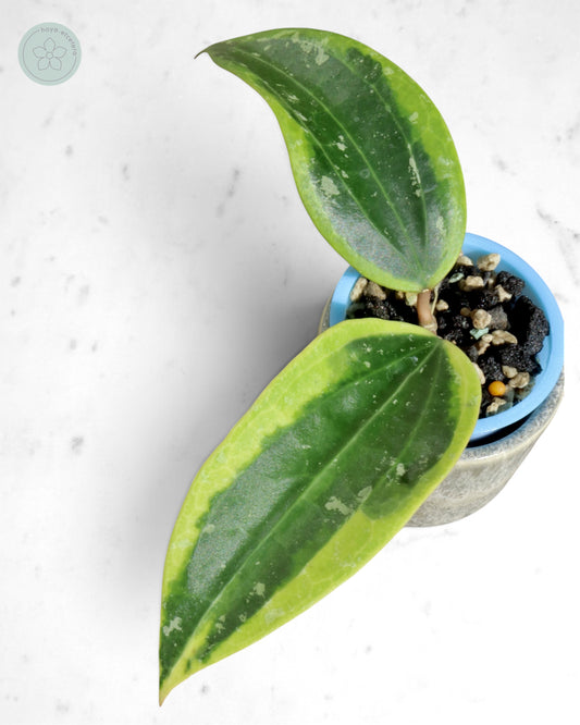 Hoya sp. Rangsan (albo splash)