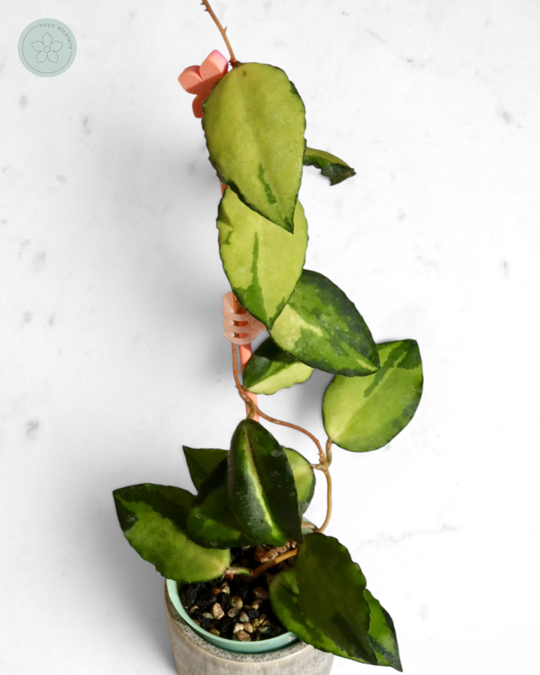 Hoya caudata (variegated)