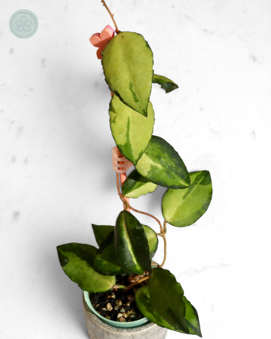 Hoya caudata (variegated)
