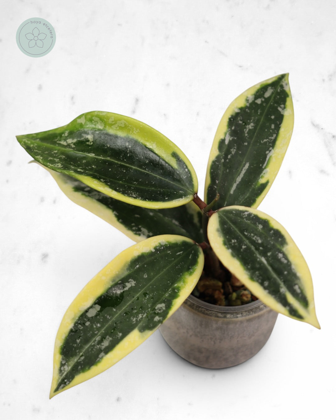 Hoya sp. Rangsan (albo splash)