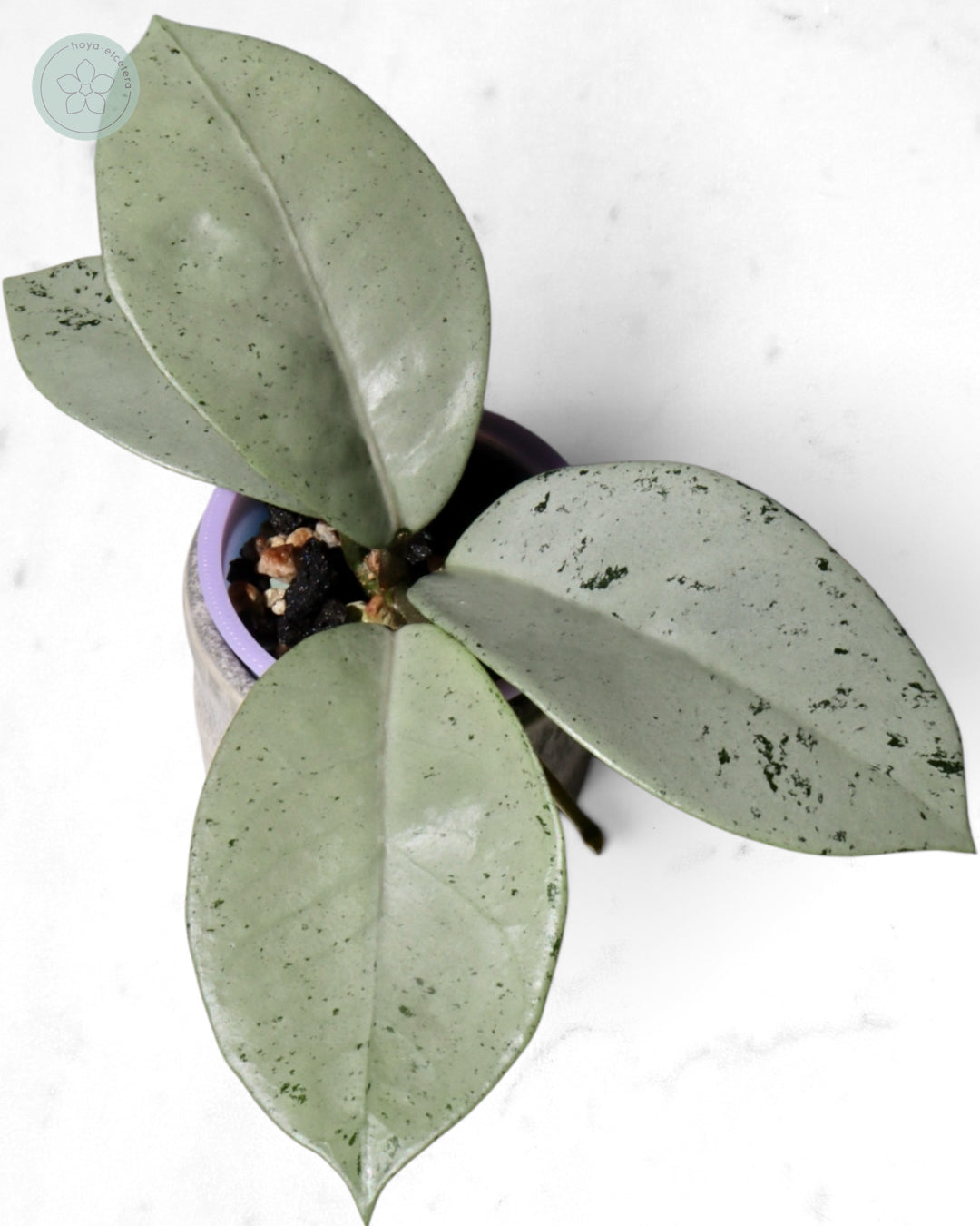 Hoya 'Stardust' (silver)