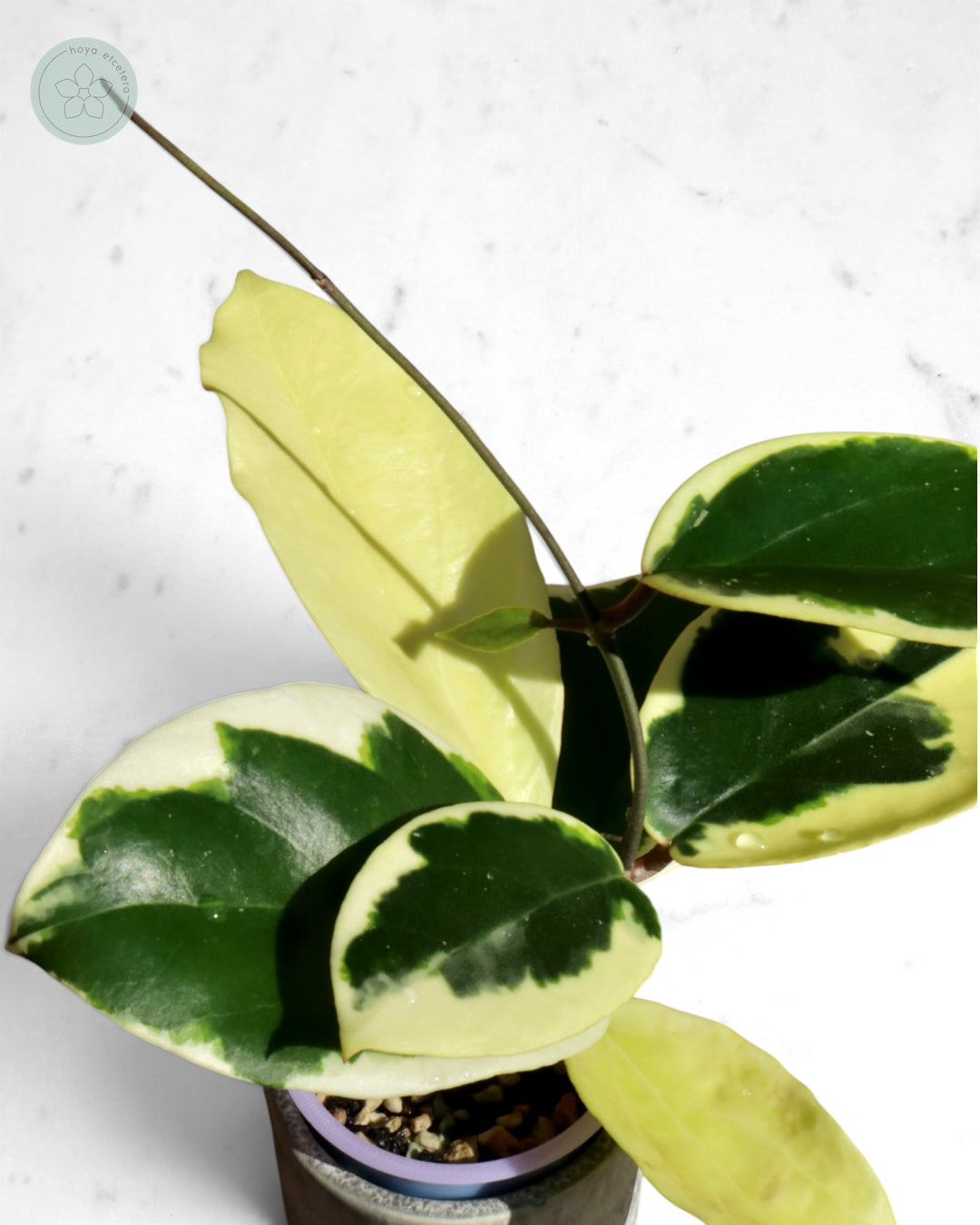Hoya ilagiorum (albo)