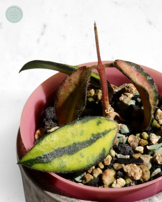 Hoya phuwuaensis (variegated)