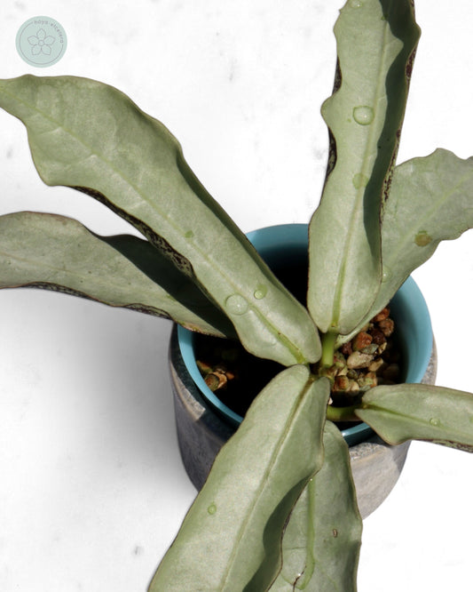 Hoya mitrata (sp. Buntok silver AH clone)