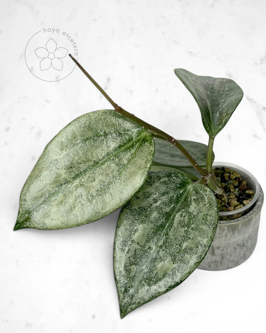 Hoya latifolia 'Rimba Perak' (silver)