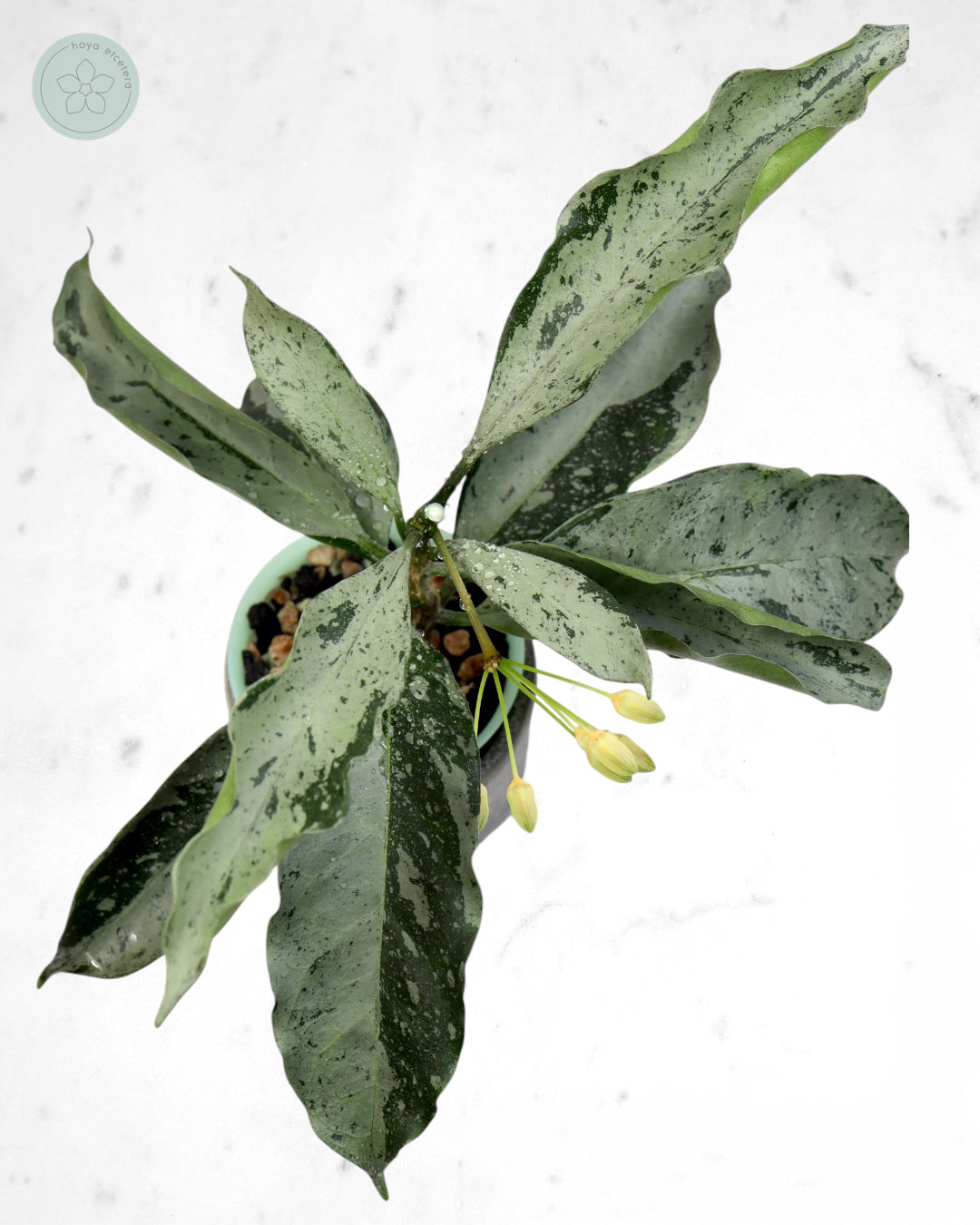 Hoya occultata (silver)