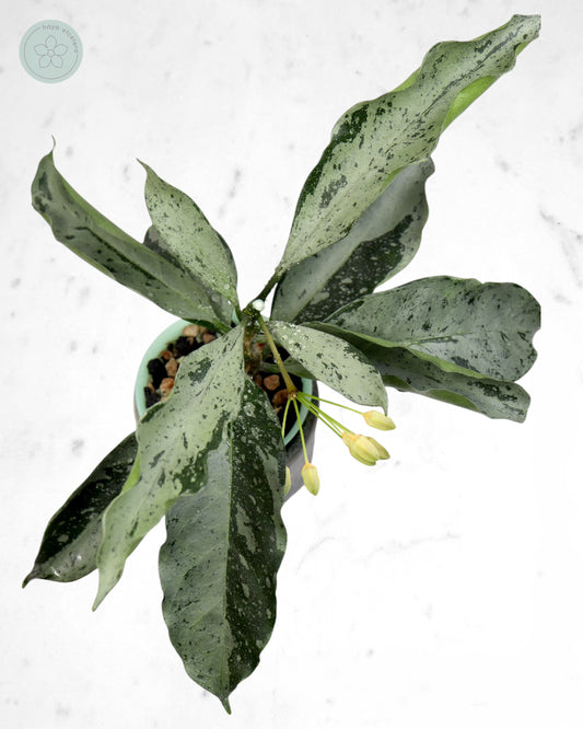 Hoya occultata (silver)