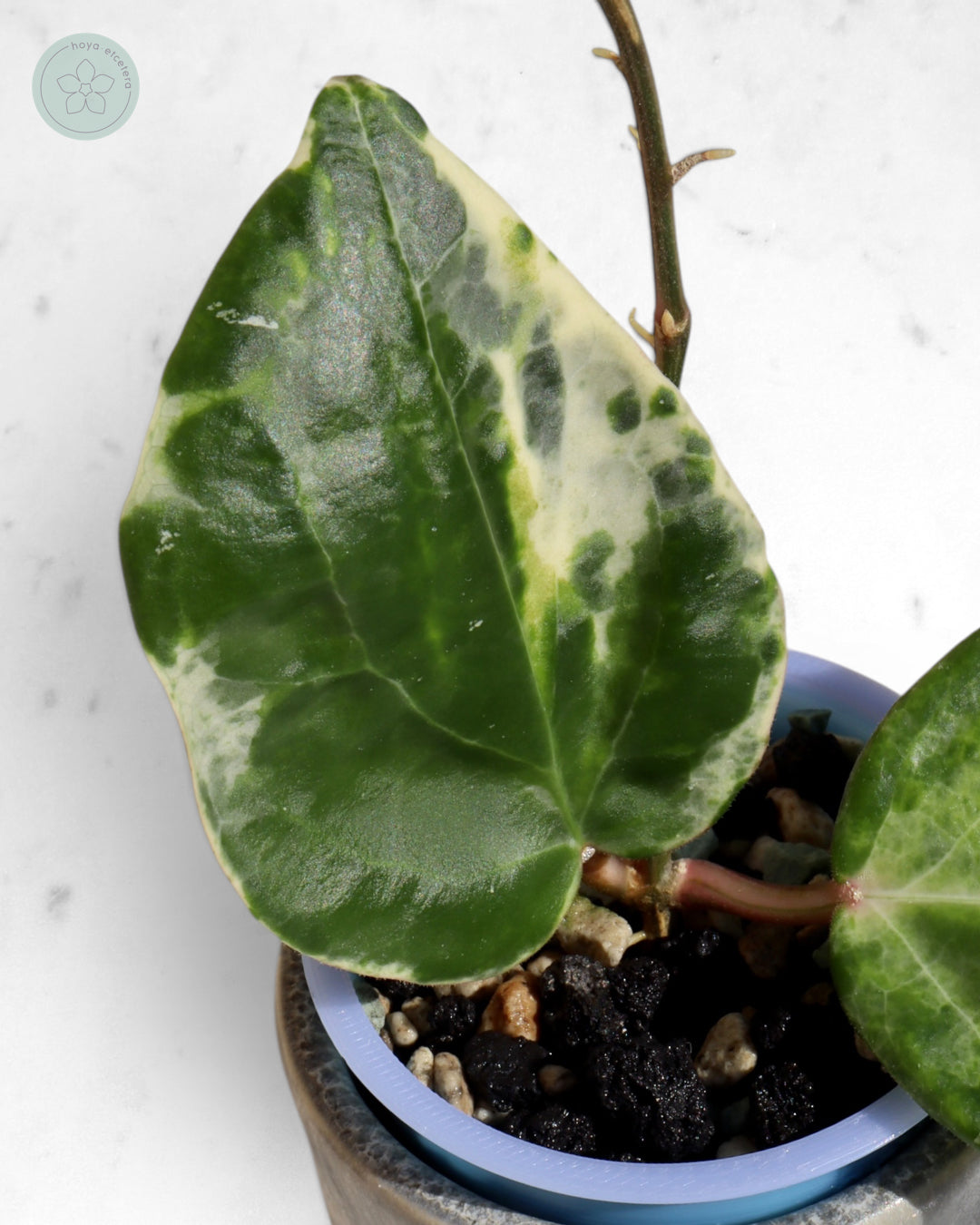 Hoya 'Candy'