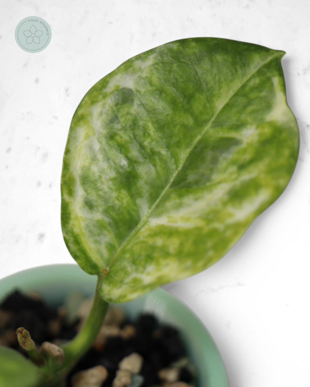 Hoya australis (peridot)