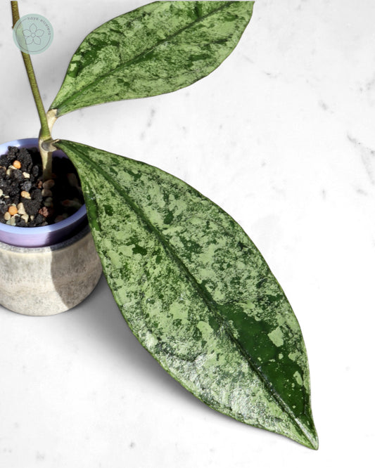 Hoya clemensiorum (Borneo silver)