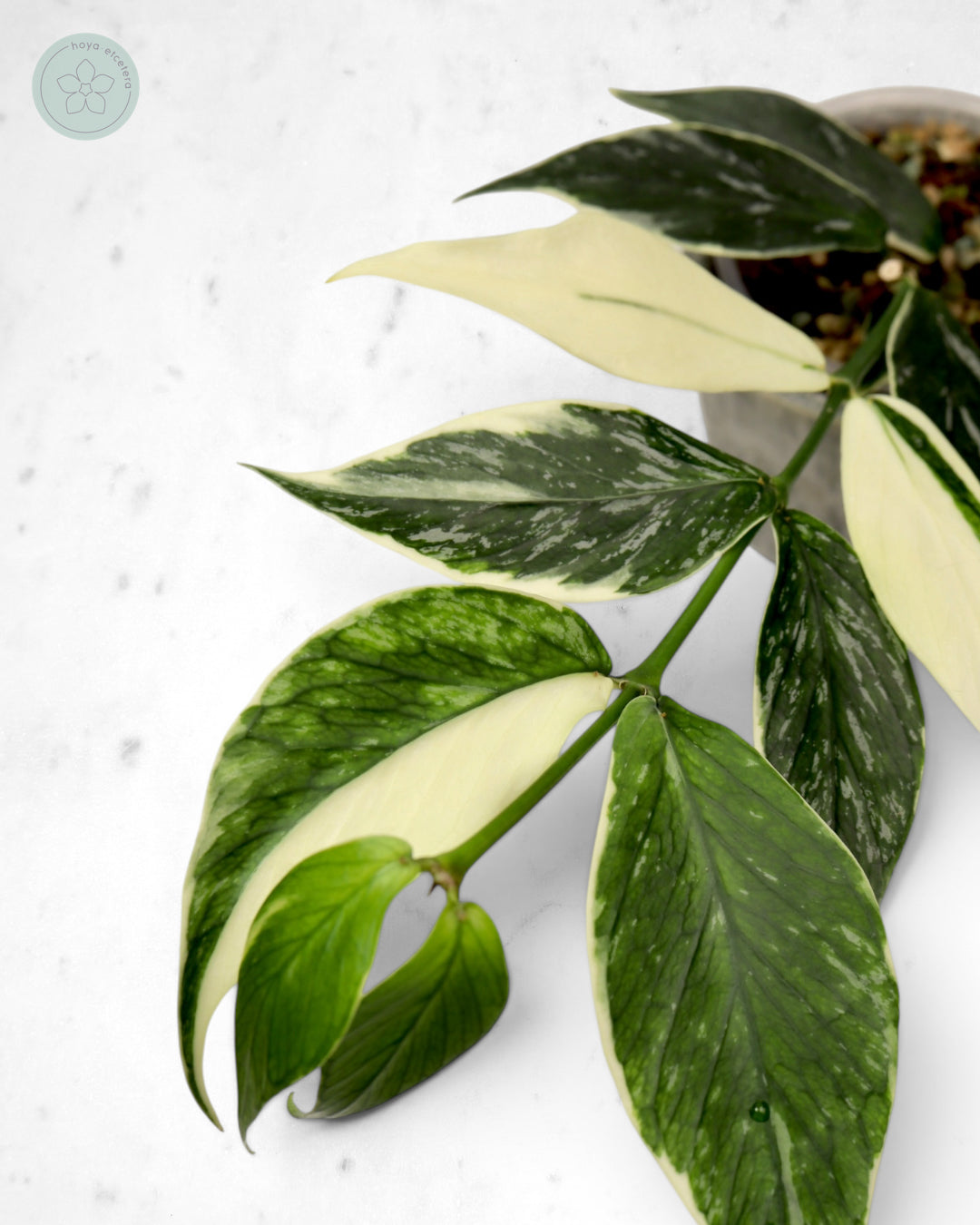 Hoya polyneura 'Jasminka'
