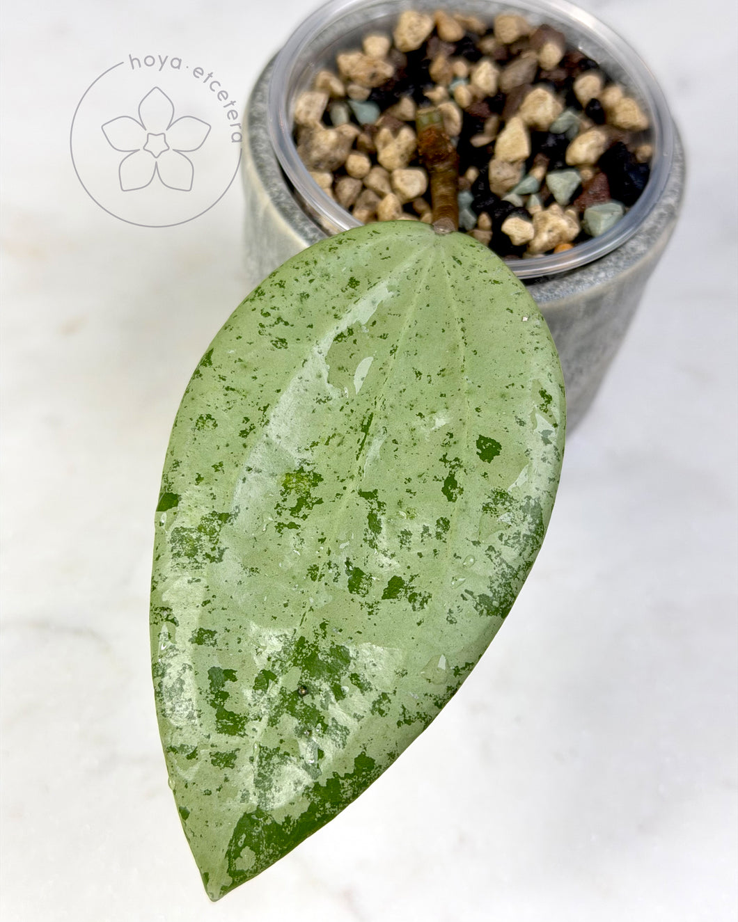 Hoya glabra 'Gin' (silver) 🦄