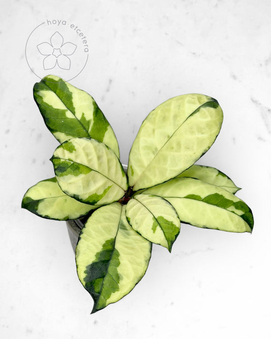 Hoya crassipetiolata (variegated)