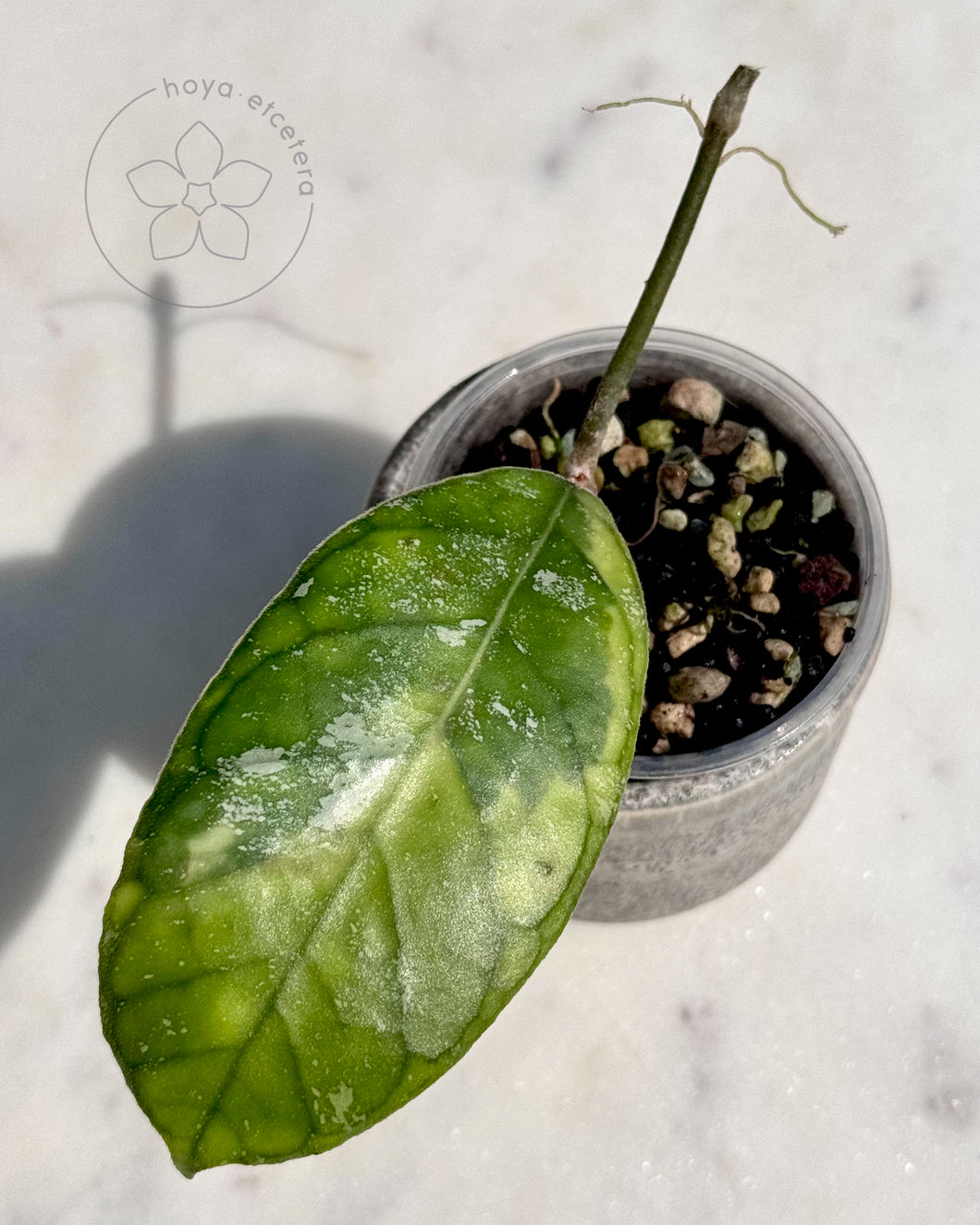 Hoya AH0001 (albo) 🦄