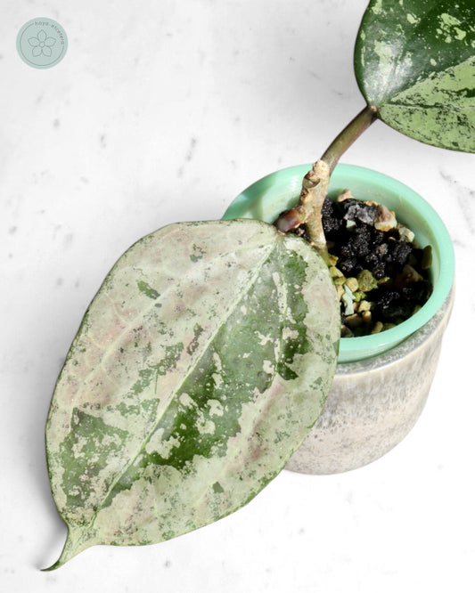 Hoya latifolia 'MRH'