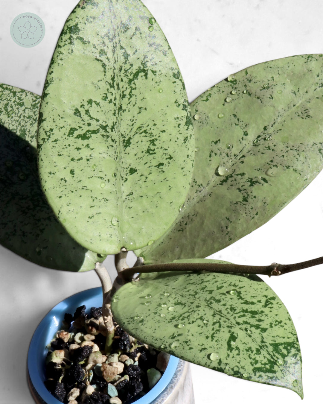 Hoya sp. Ponorogo (silver)