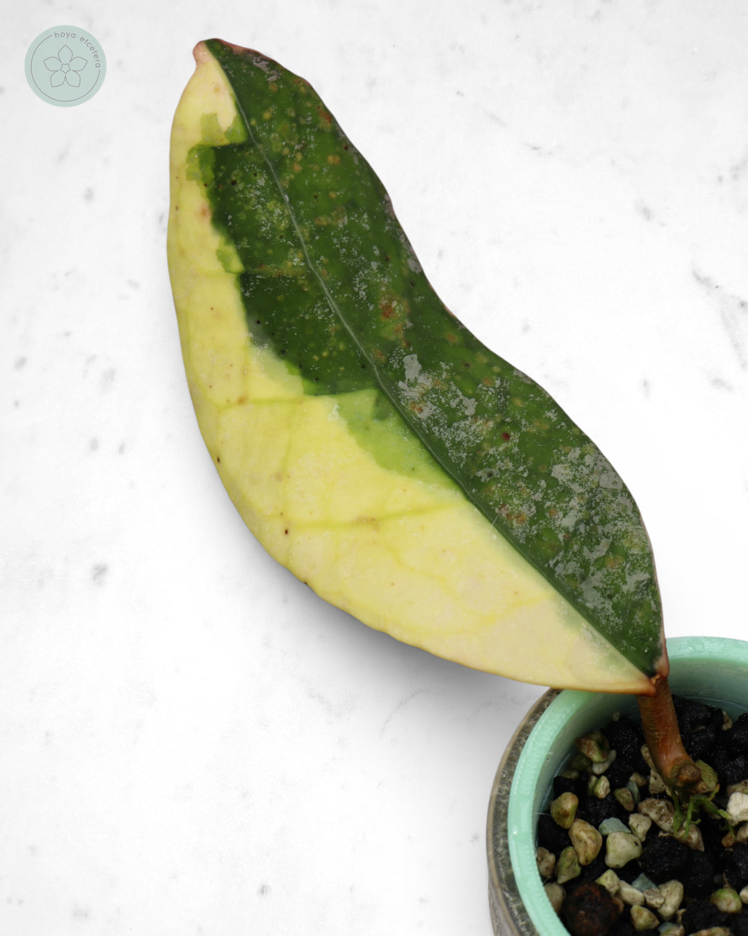 Hoya 'Teddy Bear' (albo)