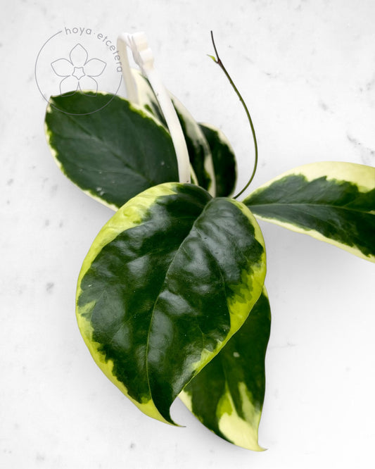 Hoya ilagiorum (albo)