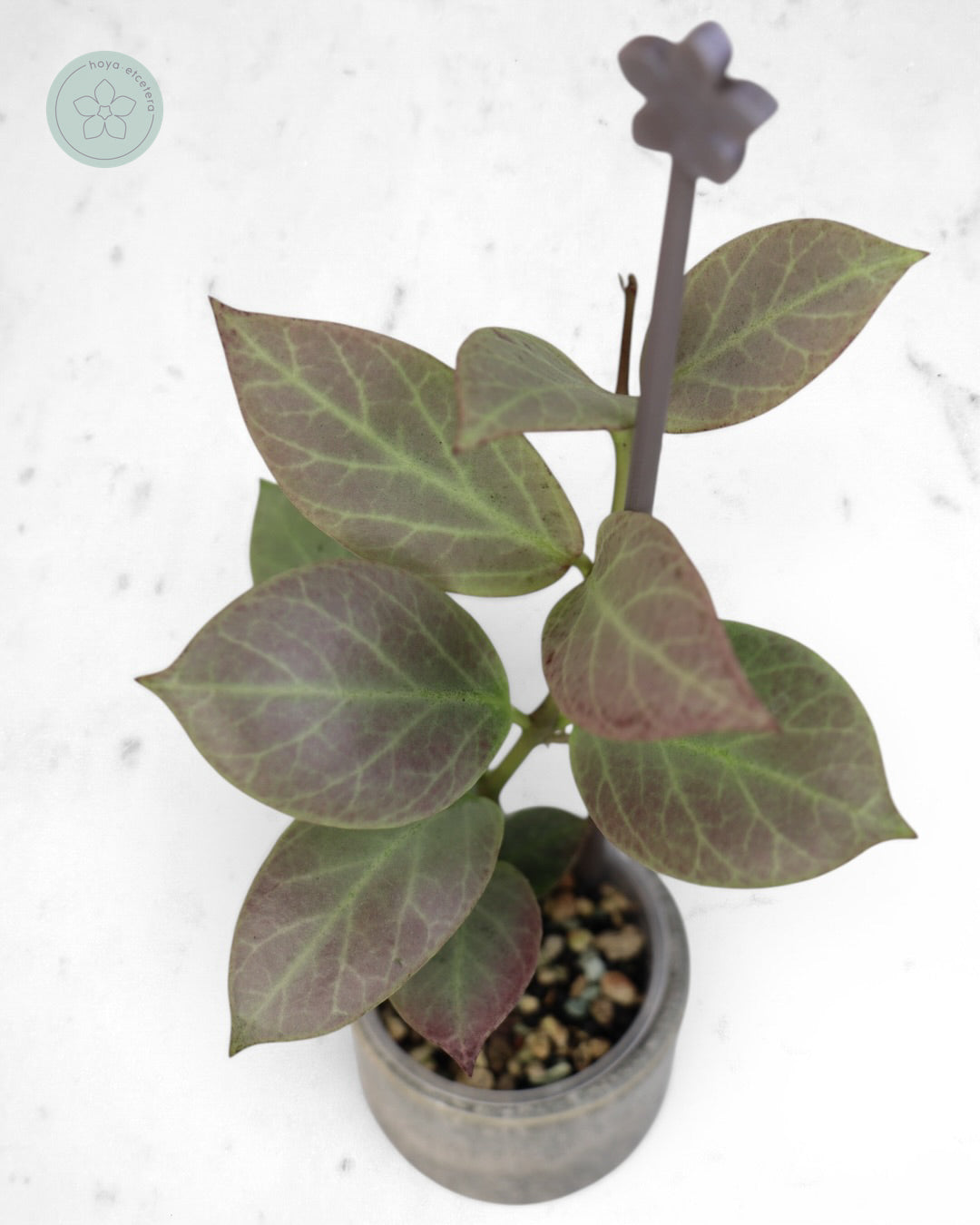 Hoya obscura 'Cryptic Chrome' CML-09-21-A