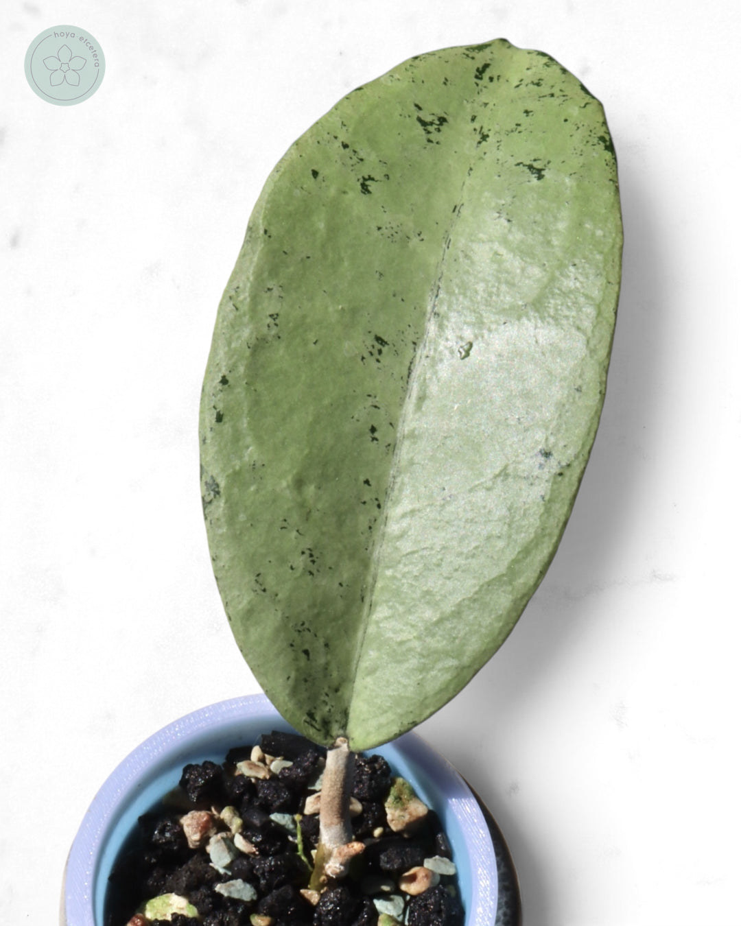Hoya 'Emperor' (silver)