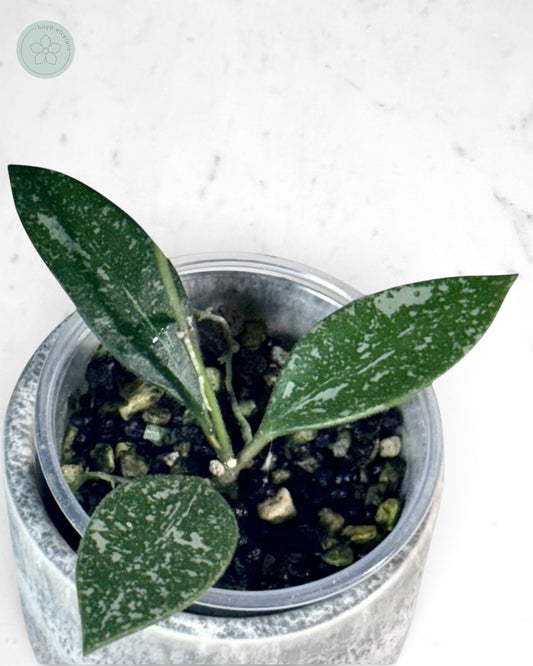 Hoya rosita (splash)