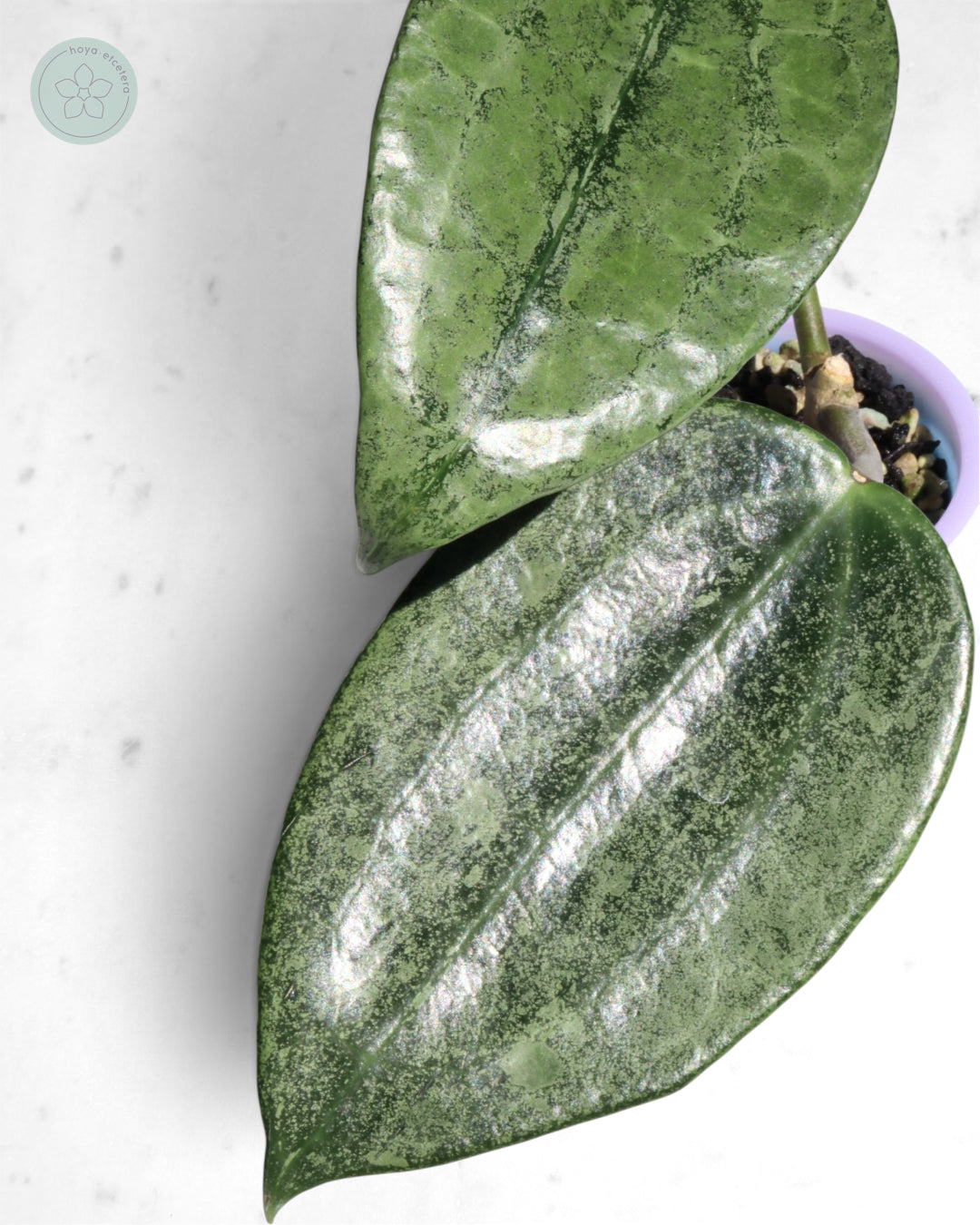 Hoya 'Rimba Perak' (silver)