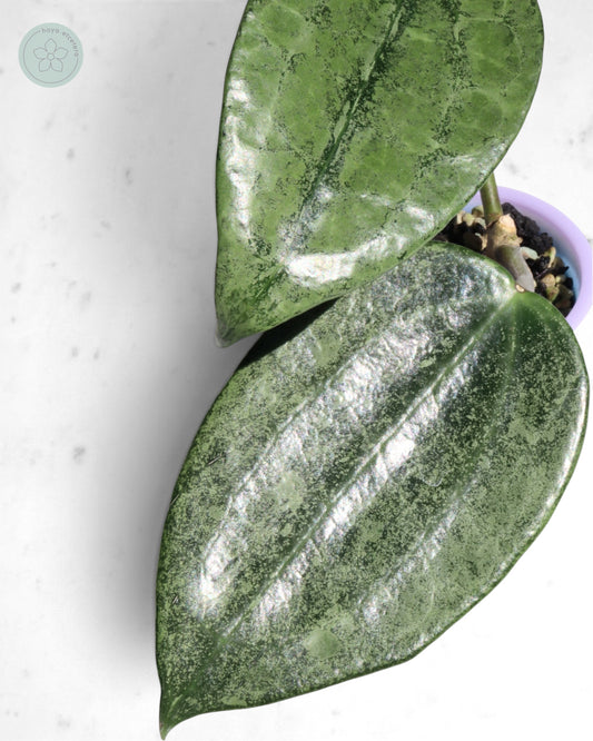 Hoya 'Rimba Perak' (silver)