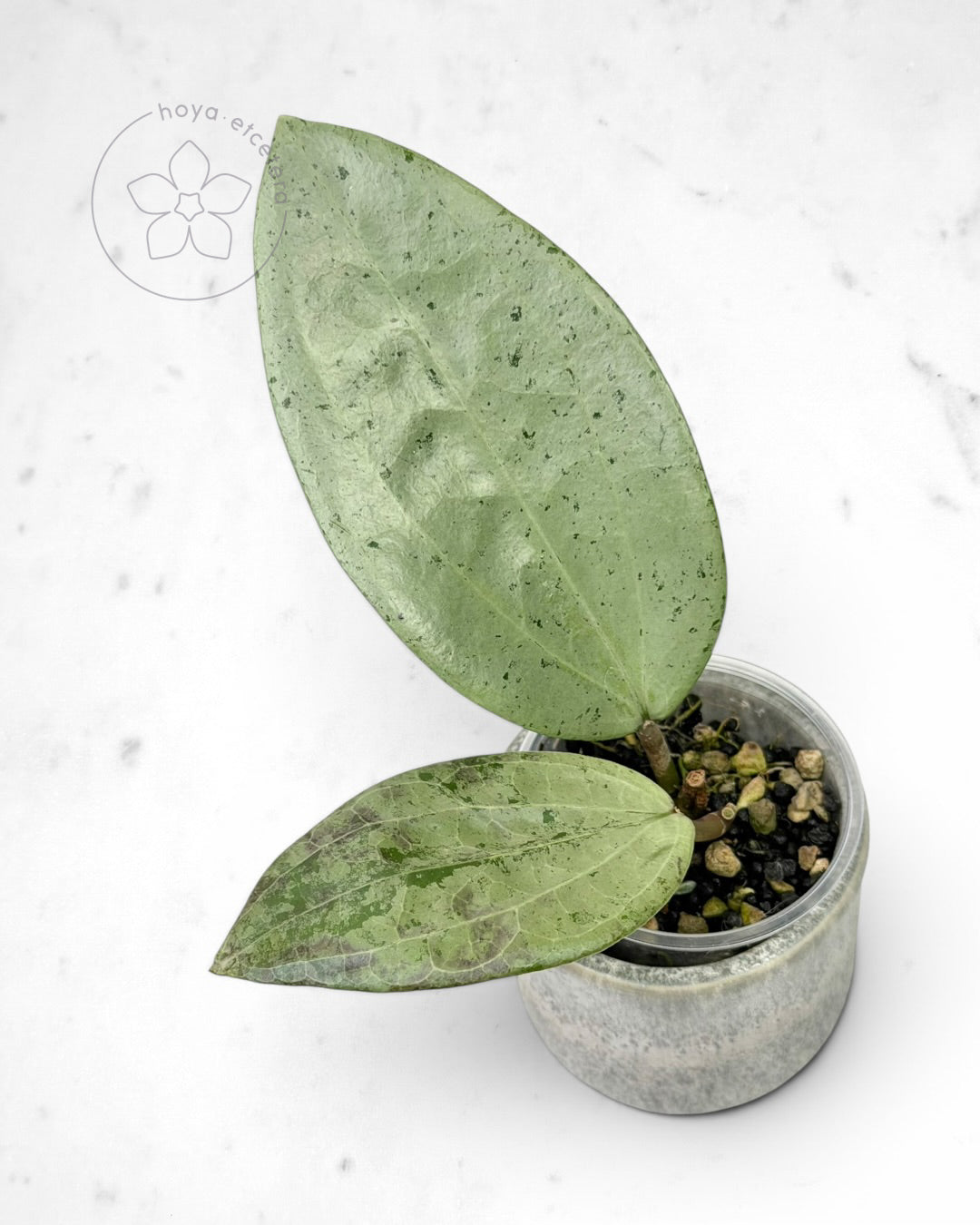 Hoya glabra 'Gin' (silver)